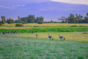 11 CROWNED CRANES