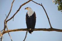 AFRICAN FISH EAGLE - HALIAEETUS VOCIFER - MASAI MARA - KENYA 1