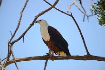 AFRICAN FISH EAGLE - HALIAEETUS VOCIFER - MASAI MARA - KENYA 2