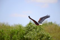 AFRICAN FISH EAGLE - HALIAEETUS VOCIFER - MASAI MARA - KENYA 4