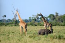 GIRAFFES AND BUFFALOS - MASAI MARA - KENYA 1