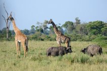 GIRAFFES AND BUFFALOS - MASAI MARA - KENYA 2