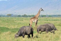 GIRAFFES AND BUFFALOS - MASAI MARA - KENYA 3