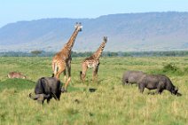 GIRAFFES AND BUFFALOS - MASAI MARA - KENYA 4