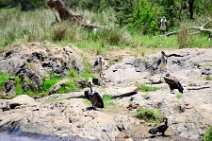 MARABOUS AND VULTURES AT THE MARA RIVER - MASAI MARA - KENYA