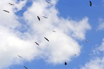 MARABOUS AND VULTURES FLYING OVER THE MARA RIVER - MASAI MARA - KENYA 1