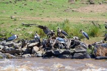 MARABOUS AND VULTURES WITH A CADAVER AT THE MARA RIVER - MASAI MARA - KENYA 1