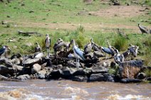 MARABOUS AND VULTURES WITH A CADAVER AT THE MARA RIVER - MASAI MARA - KENYA 2