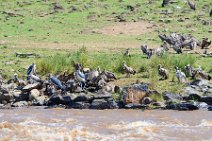 MARABOUS AND VULTURES WITH A CADAVER AT THE MARA RIVER - MASAI MARA - KENYA 3