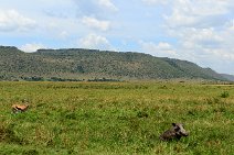 WARTHOGS AND THOMSON GAZELLE - MASAI MARA - KENYA