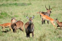 WATERBUCKS AND IMPALAS - MASAI MARA - KENYA 2