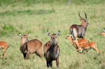 WATERBUCKS AND IMPALAS - MASAI MARA - KENYA 3