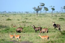 WATERBUCKS AND IMPALAS - MASAI MARA - KENYA 4