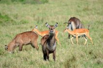 WATERBUCKS AND IMPALAS - MASAI MARA - KENYA 5