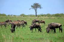 WILDERBEASTS AND ZEBRAS IN THE MASAI MARA - KENYA 1