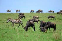 WILDERBEASTS AND ZEBRAS IN THE MASAI MARA - KENYA 2