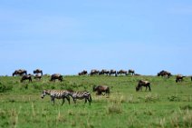 WILDERBEASTS AND ZEBRAS IN THE MASAI MARA - KENYA 3