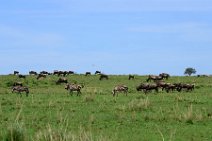 WILDERBEASTS AND ZEBRAS IN THE MASAI MARA - KENYA 4