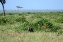 BABOON IN THE MASAI MARA - KENYA 1