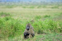 BABOON IN THE MASAI MARA - KENYA 10