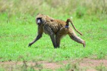 BABOON IN THE MASAI MARA - KENYA 2