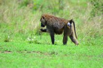 BABOON IN THE MASAI MARA - KENYA 3