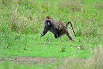BABOON IN THE MASAI MARA - KENYA 4