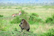 BABOON IN THE MASAI MARA - KENYA 5