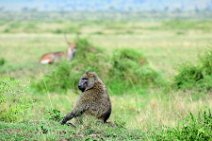 BABOON IN THE MASAI MARA - KENYA 6