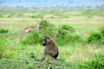 BABOON IN THE MASAI MARA - KENYA 7