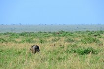 BABOON IN THE MASAI MARA - KENYA 8