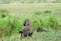 BABOON IN THE MASAI MARA - KENYA 9