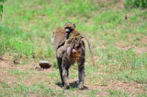 BABOON WITH BABY - MASAI MARA - KENYA