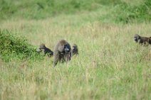 BABOONS - MASAI MARA - KENYA 1