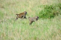 BABOONS - MASAI MARA - KENYA 2