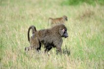 BABOONS - MASAI MARA - KENYA 3