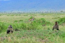 BABOONS - MASAI MARA - KENYA 4