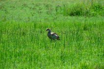 NILE GOOSE - MASAI MARA - KENYA