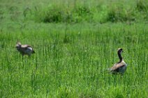 NILE GOOSES - MASAI MARA - KENYA