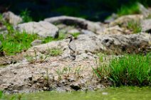 SMALL BIRD IN THE MASAI MARA - KENYA 1