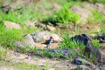 SMALL BIRD IN THE MASAI MARA - KENYA 2
