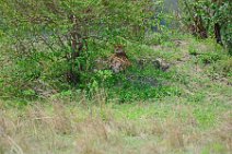 CHEETAH UNDER A BUSH - MASAI MARA - KENYA 1