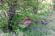 CHEETAH UNDER A BUSH - MASAI MARA - KENYA 10