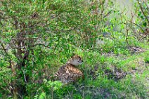 CHEETAH UNDER A BUSH - MASAI MARA - KENYA 11