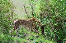 CHEETAH UNDER A BUSH - MASAI MARA - KENYA 12