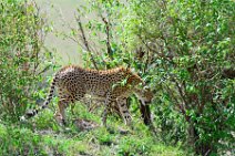 CHEETAH UNDER A BUSH - MASAI MARA - KENYA 13