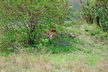 CHEETAH UNDER A BUSH - MASAI MARA - KENYA 2