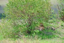 CHEETAH UNDER A BUSH - MASAI MARA - KENYA 3