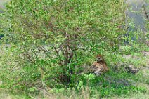CHEETAH UNDER A BUSH - MASAI MARA - KENYA 4