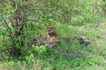 CHEETAH UNDER A BUSH - MASAI MARA - KENYA 6